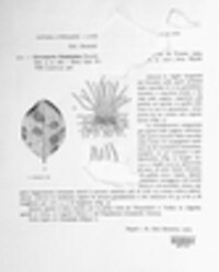 Pseudocercospora ceratoniae image